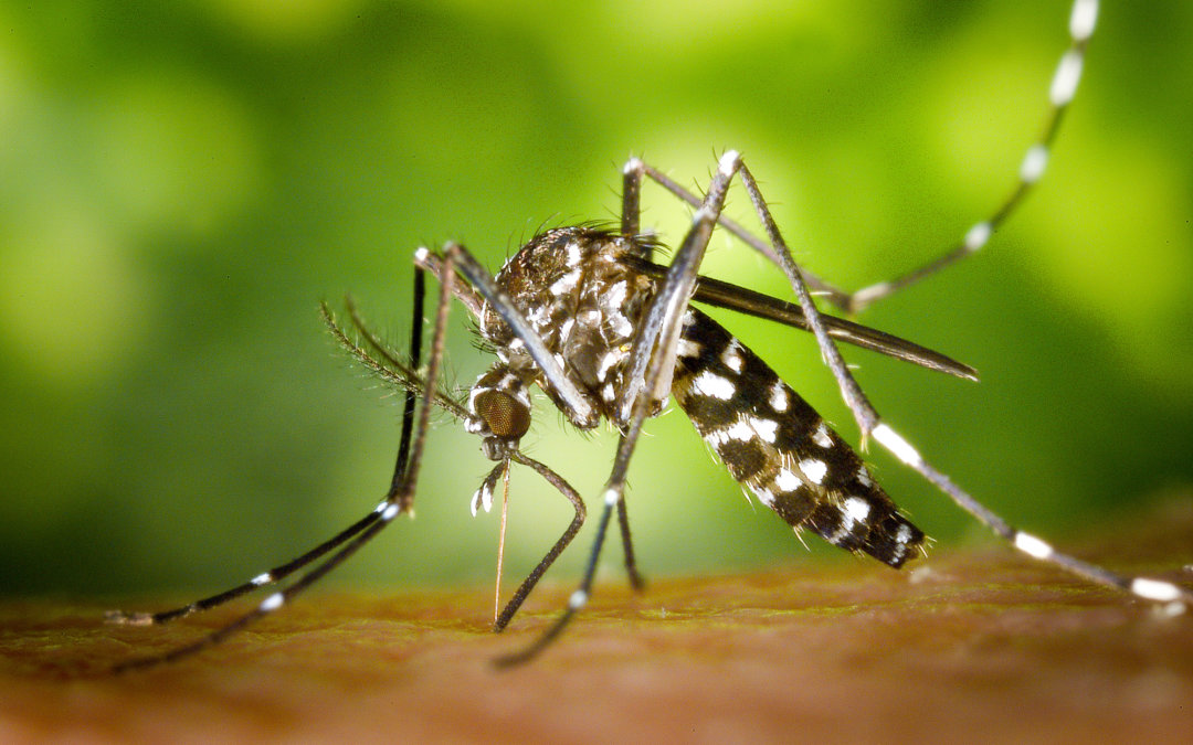 Auch Mücken lieben den Sommer