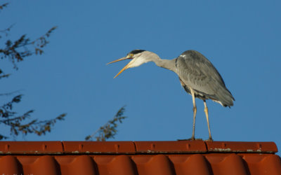 Naturfoto-Ausstellung in Reutlingen