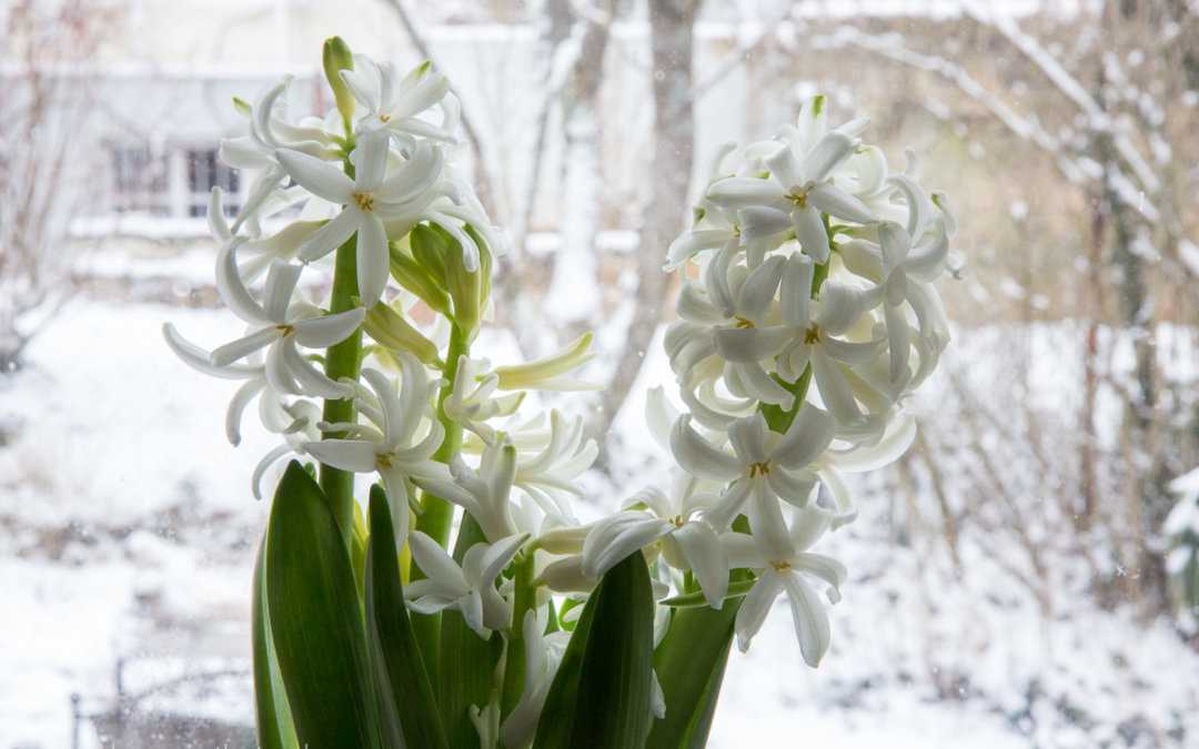 Frühlingsduft liegt in der Luft
