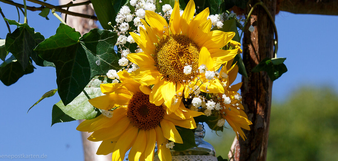 Hoffnung: Sonnenblumen