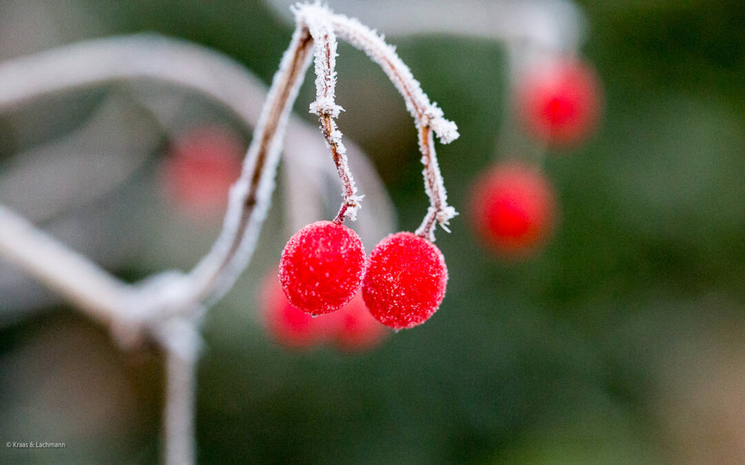 Schönheit und Trost der Natur