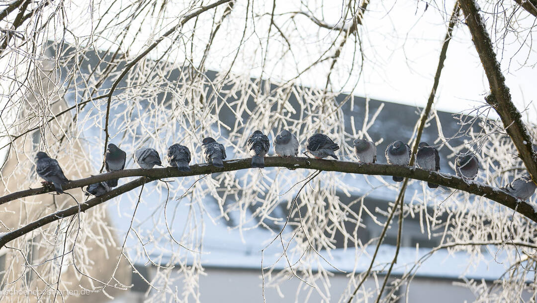 Drei Buchtipps zu Weihnachten