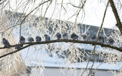 Drei Buchtipps zu Weihnachten