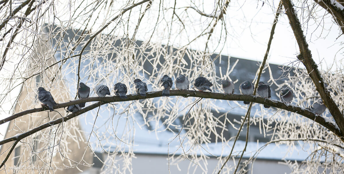 Die Tauben gurren es von den Ästen: Bald ist Weihnachten!