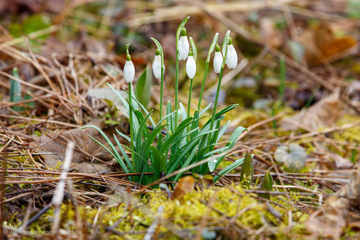 Schneeglöckchen heißen auch Lichtmess-Glöckchen, weil die ersten meist um Mariä Lichtmess, am 2. Februar schon blühen. Schneeglöckchen heißen auch Lichtmess-Glöckchen, weil die ersten meist um Mariä Lichtmess, am 2. Februar schon blühen.