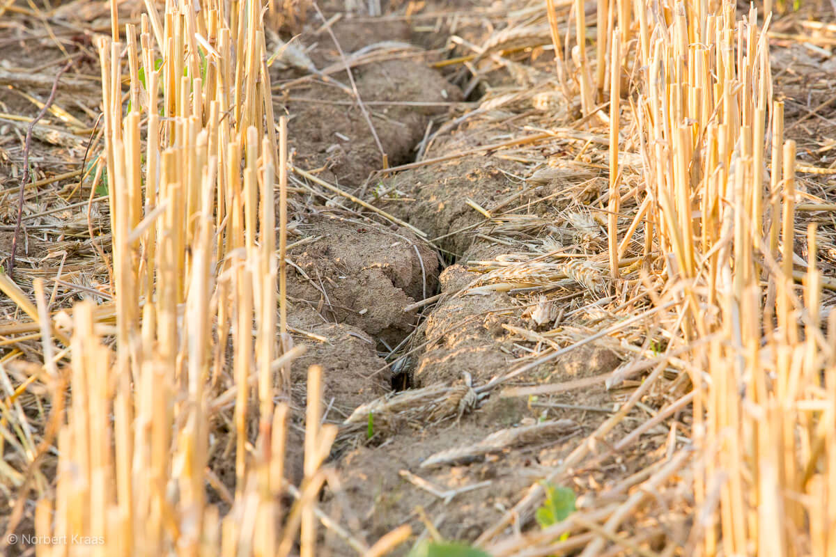 Wassermangel, Hitze, Dürre: die Landwirtschaft kämpft mit großen Problemen